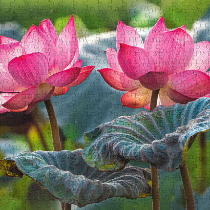 CherryPazzi Pink Lotus Flowers Puzzel 500 Stukjes