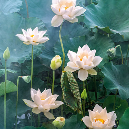 CherryPazzi White Lotus Puzzel 1000 Stukjes